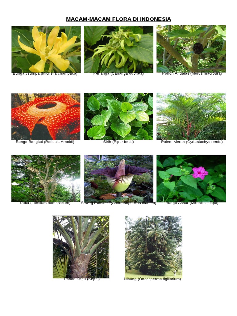 Detail Contoh Flora Asiatis Nomer 13