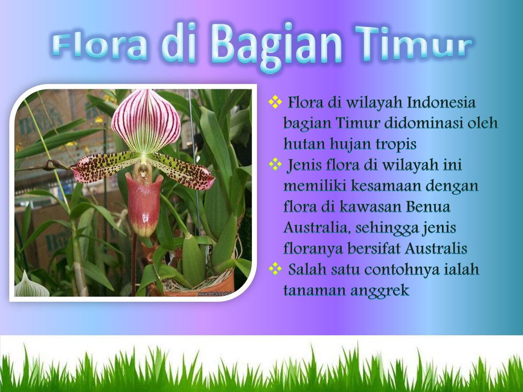 Detail Contoh Flora Bagian Timur Nomer 11