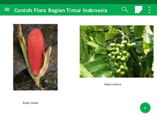 Detail Contoh Flora Bagian Timur Nomer 5