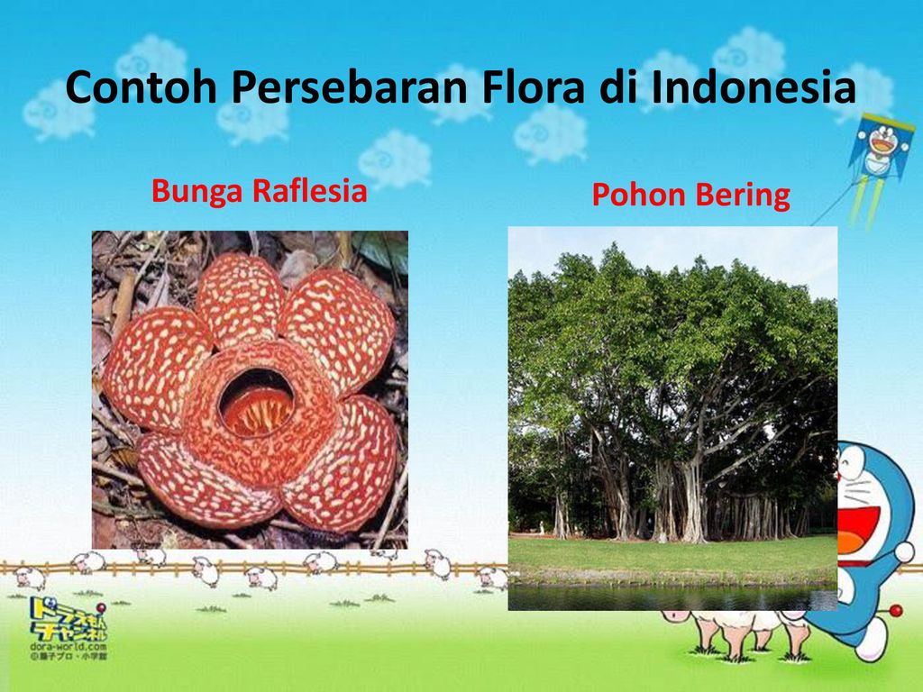 Detail Contoh Flora Bagian Timur Nomer 47