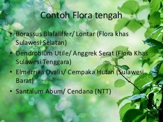 Detail Contoh Flora Bagian Timur Nomer 52