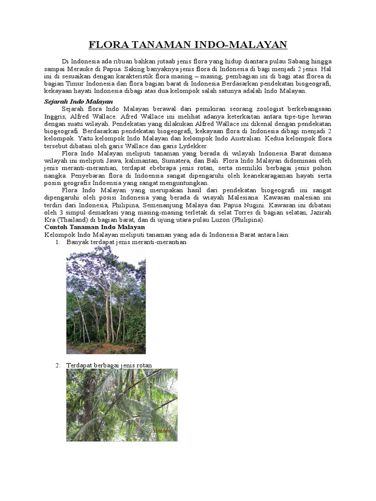 Detail Contoh Flora Indo Malayan Nomer 16