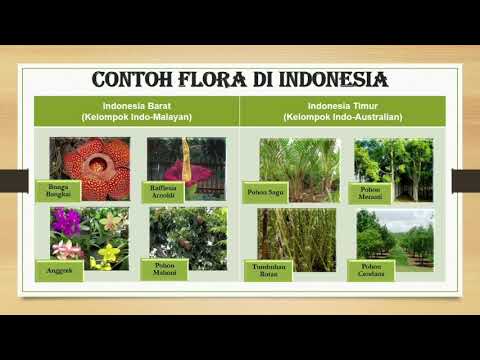 Detail Contoh Flora Indo Malayan Nomer 21