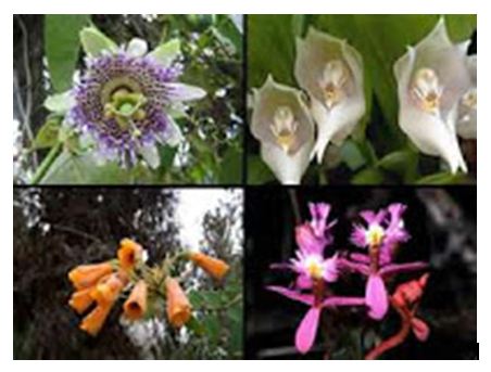 Detail Contoh Flora Indo Malayan Nomer 6