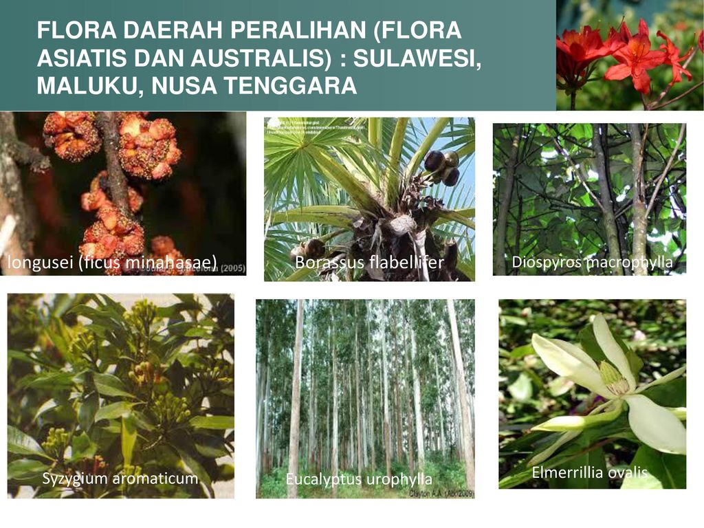 Detail Contoh Flora Peralihan Nomer 12