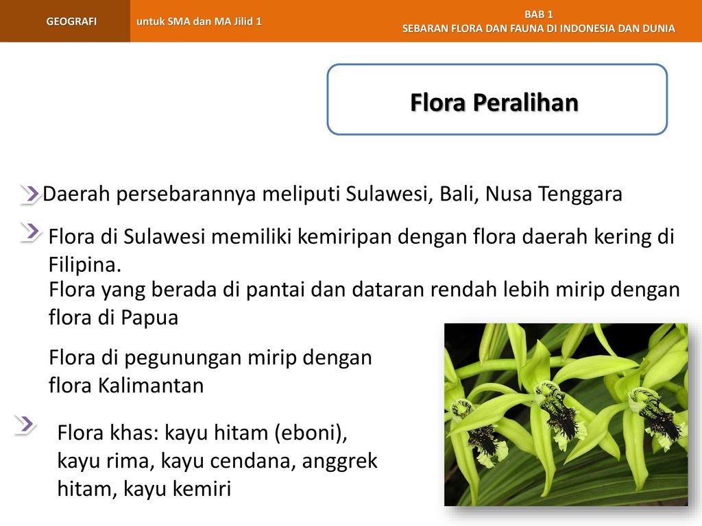 Detail Contoh Flora Peralihan Nomer 45