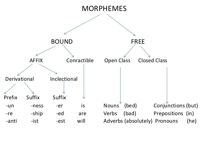 Detail Contoh Free Morpheme Nomer 3