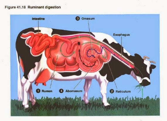 Detail Contoh Gambar Adaptasi Fisiologi Nomer 11