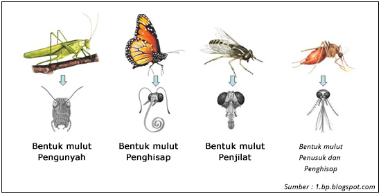 Detail Contoh Gambar Adaptasi Fisiologi Nomer 13