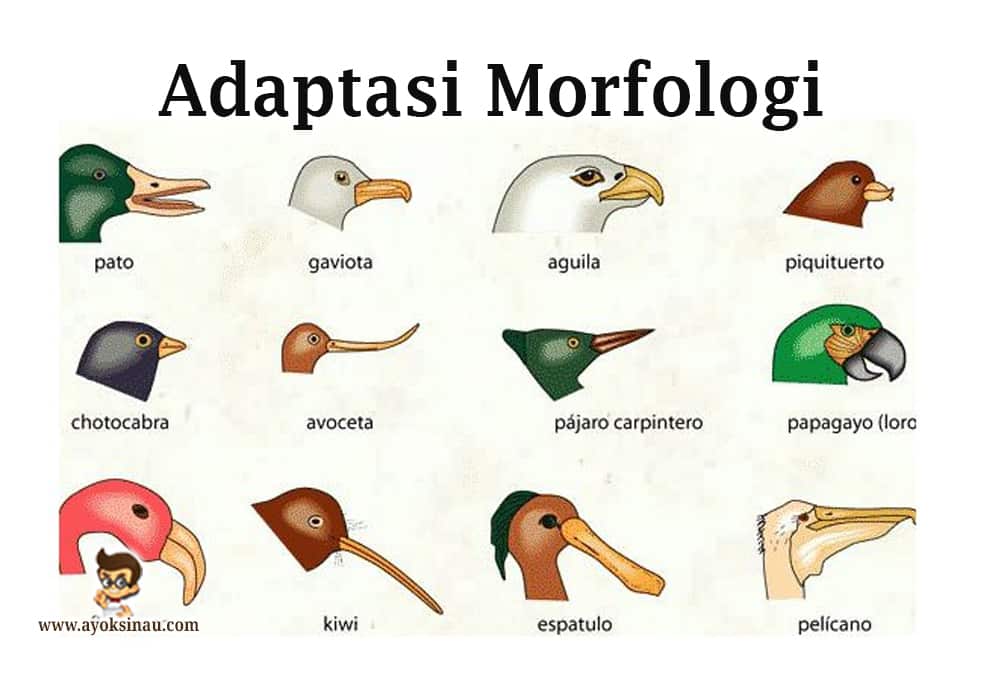 Detail Contoh Gambar Adaptasi Fisiologi Nomer 16