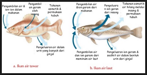 Detail Contoh Gambar Adaptasi Fisiologi Nomer 17