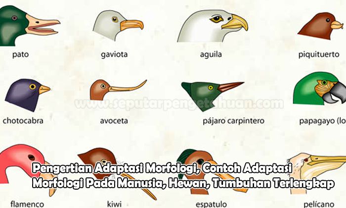 Detail Contoh Gambar Adaptasi Fisiologi Nomer 31