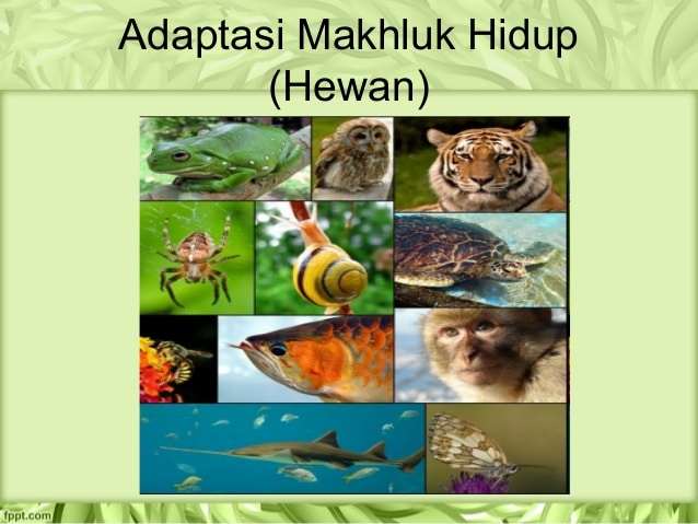 Detail Contoh Gambar Adaptasi Fisiologi Nomer 39