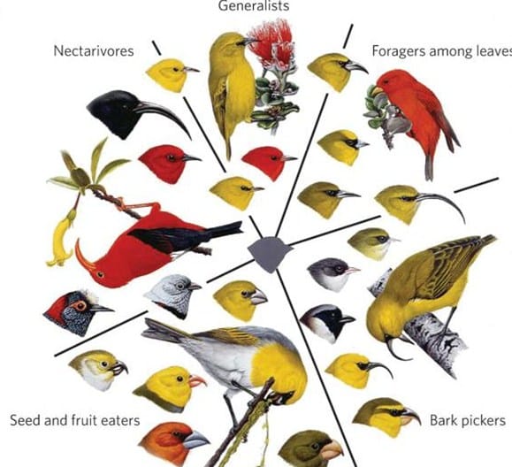 Detail Contoh Gambar Adaptasi Fisiologi Nomer 47