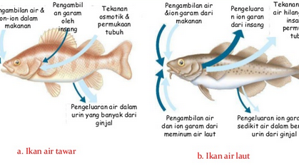 Detail Contoh Gambar Adaptasi Fisiologi Nomer 48