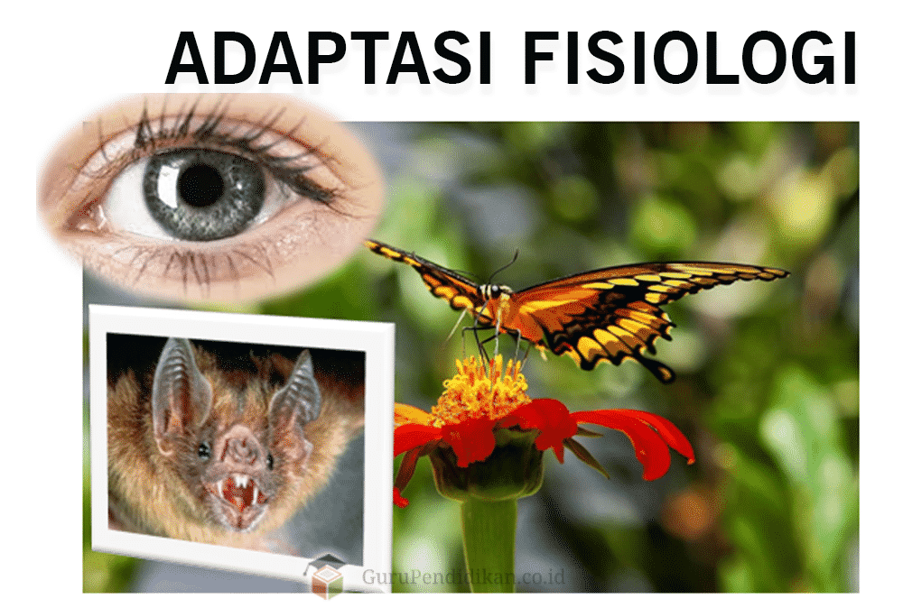 Detail Contoh Gambar Adaptasi Fisiologi Nomer 7