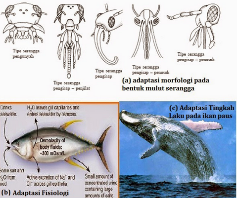 Detail Contoh Gambar Adaptasi Fisiologi Nomer 9