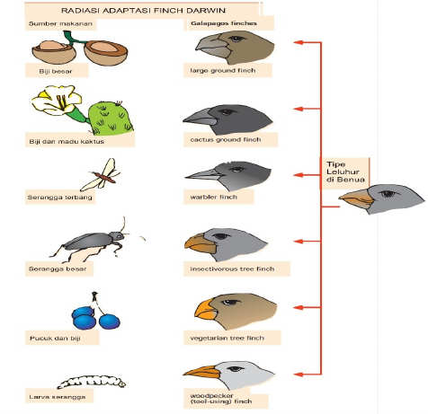 Detail Contoh Gambar Adaptasi Morfologi Nomer 56