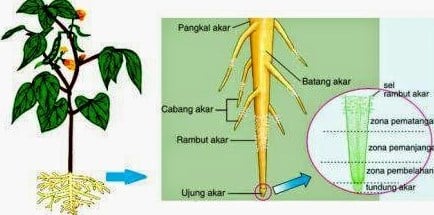 Detail Contoh Gambar Akar Nomer 49