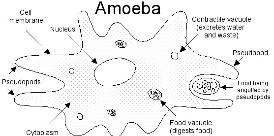 Detail Contoh Gambar Amoeba Nomer 2