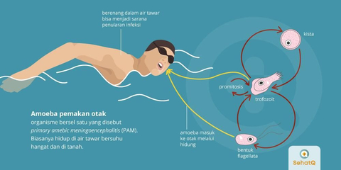 Detail Contoh Gambar Amoeba Nomer 15