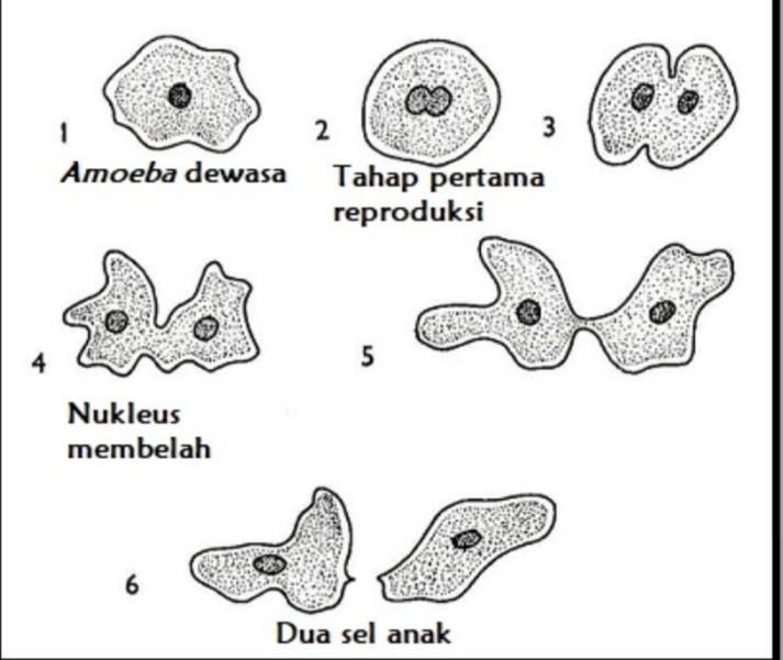 Detail Contoh Gambar Amoeba Nomer 24