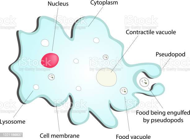 Detail Contoh Gambar Amoeba Nomer 27