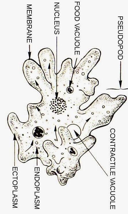 Detail Contoh Gambar Amoeba Nomer 33