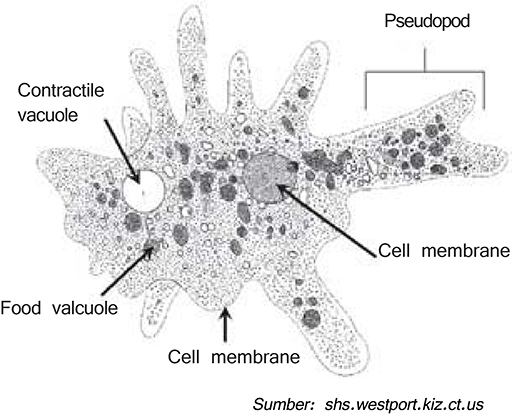 Detail Contoh Gambar Amoeba Nomer 34