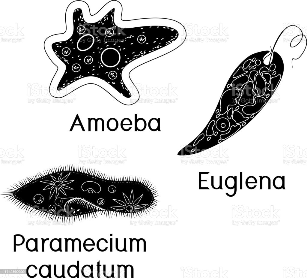 Detail Contoh Gambar Amoeba Nomer 39