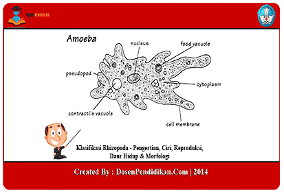 Detail Contoh Gambar Amoeba Nomer 42