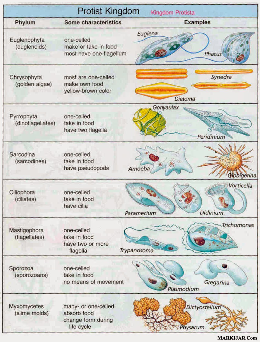 Detail Contoh Gambar Amoeba Nomer 45