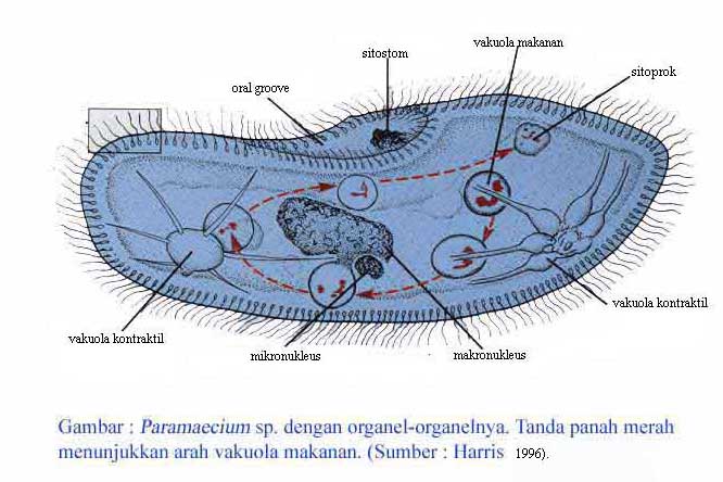 Detail Contoh Gambar Amoeba Nomer 54