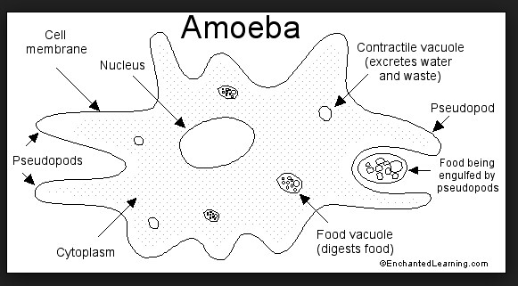 Detail Contoh Gambar Amoeba Nomer 10