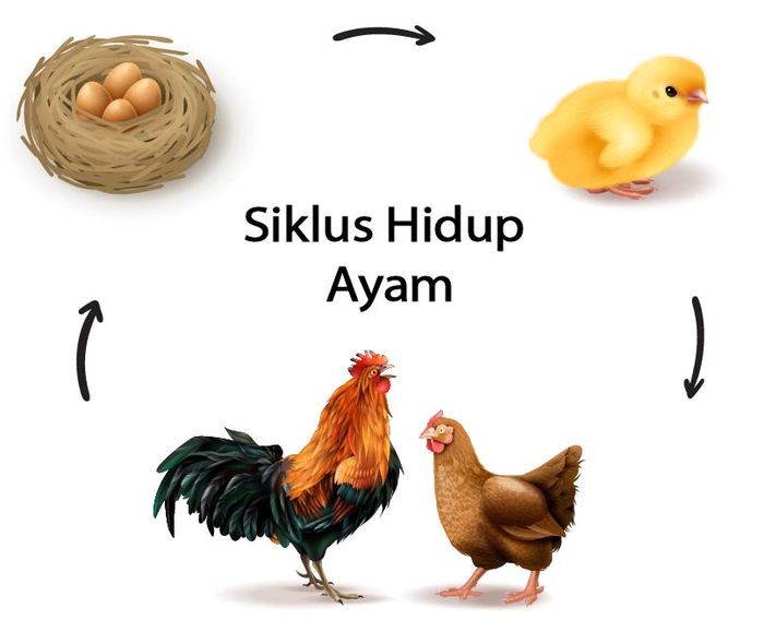 Detail Contoh Gambar Ayam Nomer 30