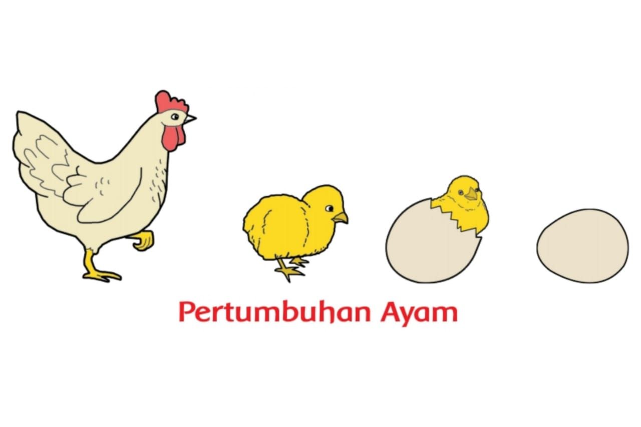 Detail Contoh Gambar Ayam Nomer 10