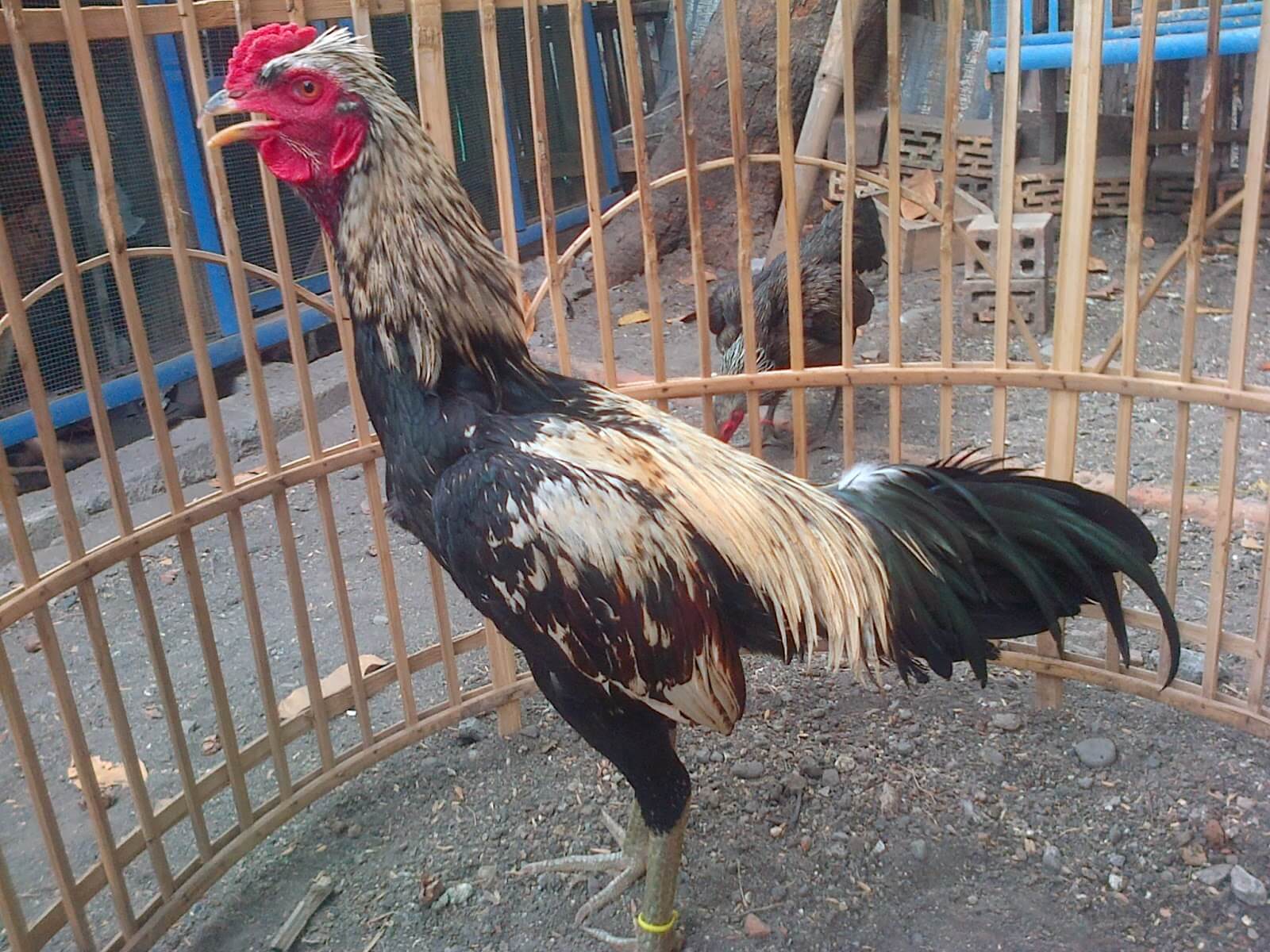 Detail Contoh Gambar Ayam Birma Nomer 14