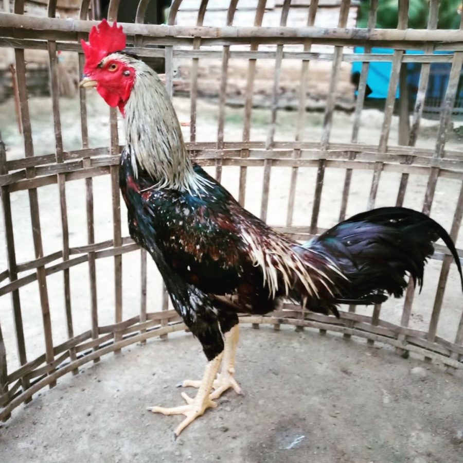 Detail Contoh Gambar Ayam Birma Nomer 15