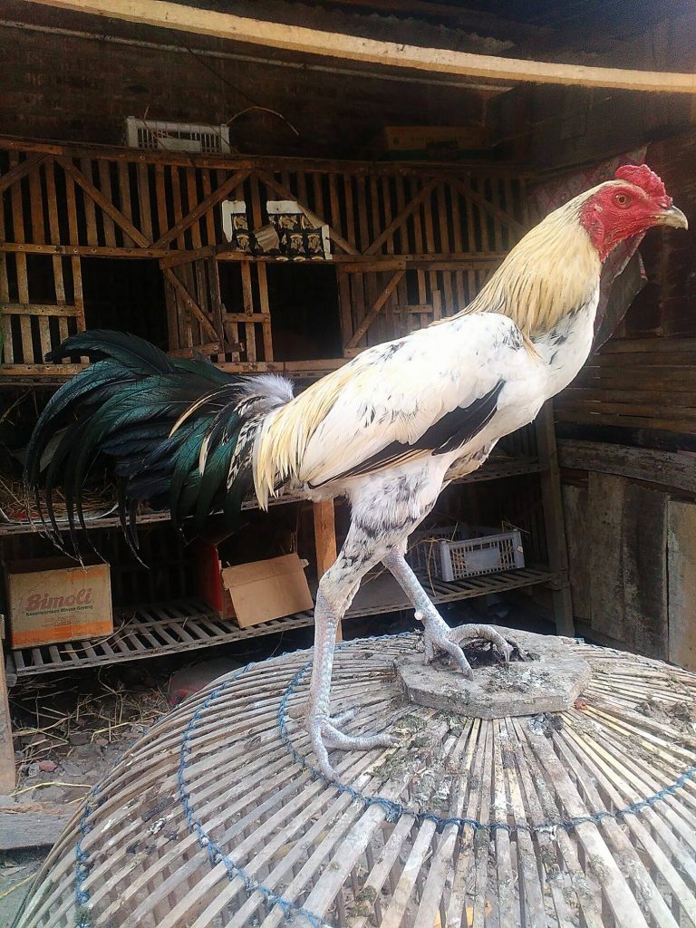 Detail Contoh Gambar Ayam Birma Nomer 19