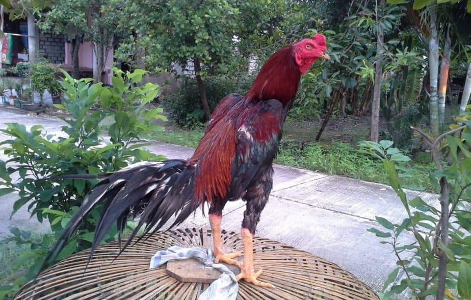 Detail Contoh Gambar Ayam Birma Nomer 3