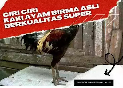 Detail Contoh Gambar Ayam Birma Nomer 24