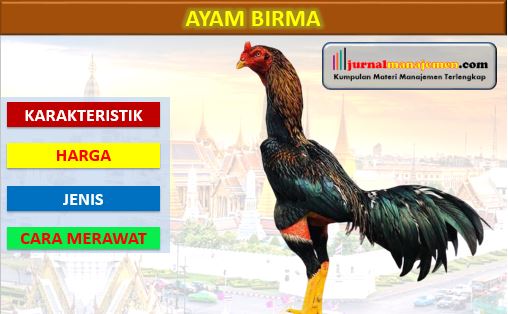 Detail Contoh Gambar Ayam Birma Nomer 48