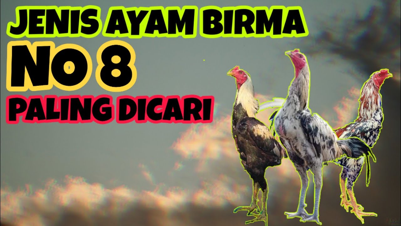 Detail Contoh Gambar Ayam Birma Nomer 55