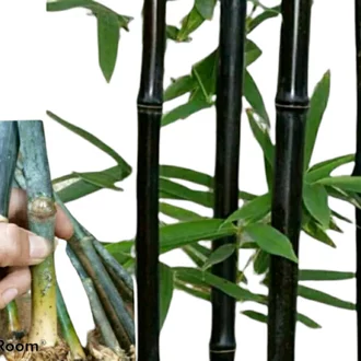 Detail Contoh Gambar Bambu Nomer 34