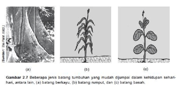 Detail Contoh Gambar Batang Nomer 30