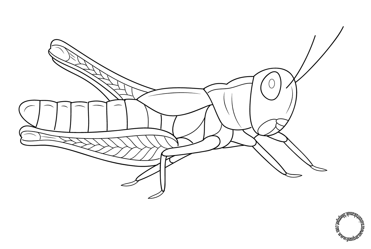 Contoh Gambar Belalang - KibrisPDR
