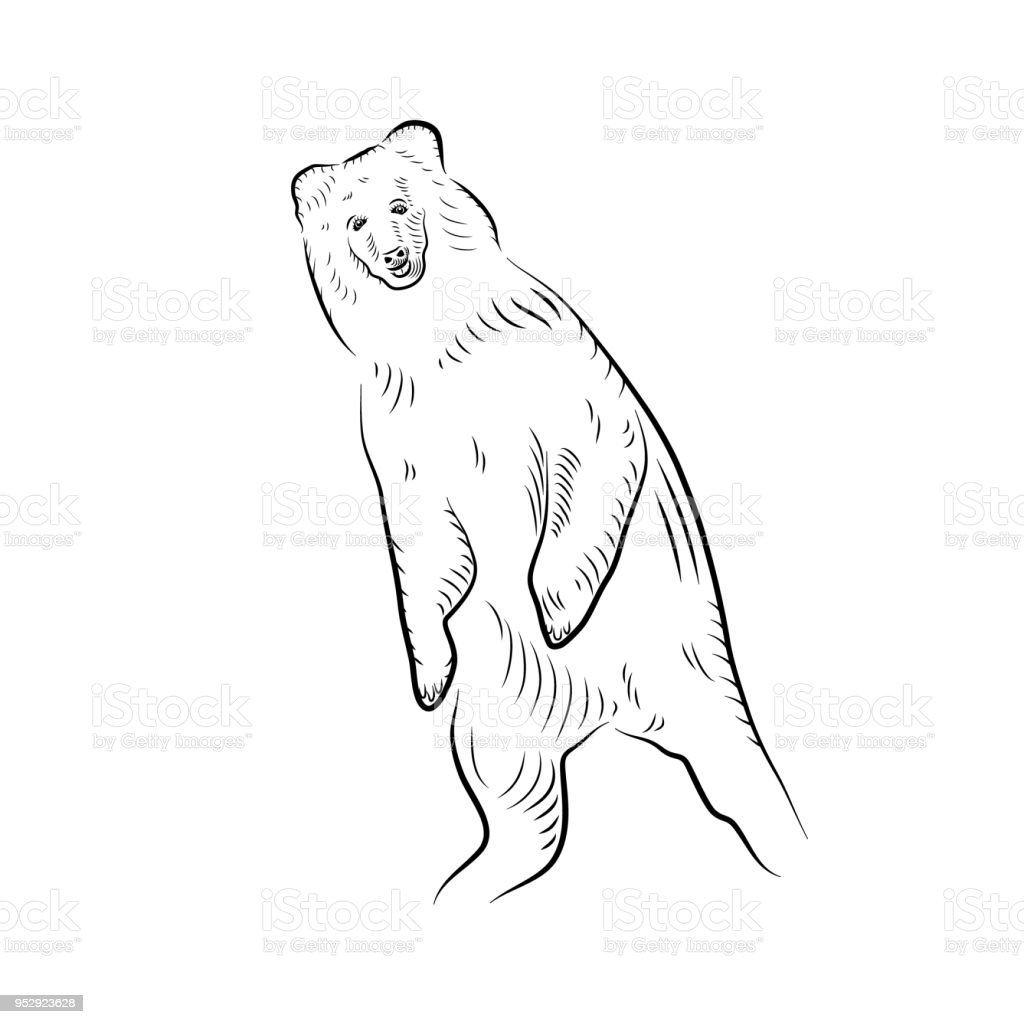 Detail Contoh Gambar Beruang Nomer 25