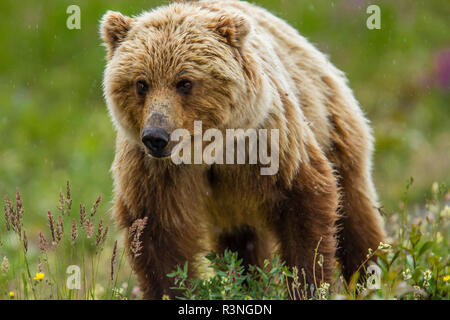 Detail Contoh Gambar Beruang Nomer 46