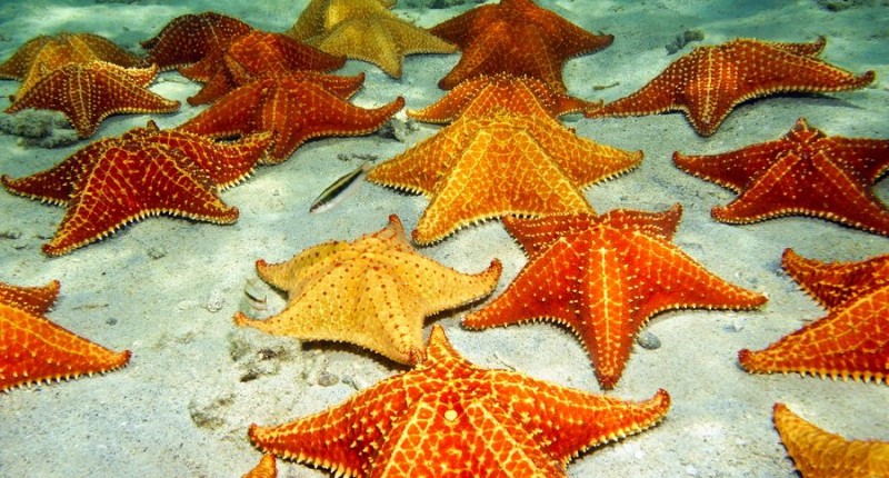 Detail Contoh Gambar Bintang Laut Nomer 21