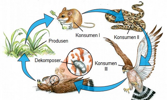 Detail Contoh Gambar Biotik Nomer 15